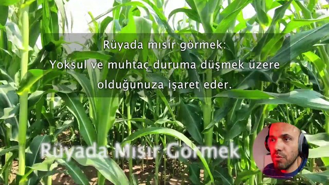 Rüyada Mısır Görmek - İhya Rüya Tabirleri