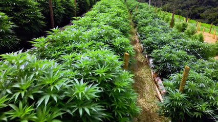 A História de uma Planta 1° Temporada Trailer Oficial