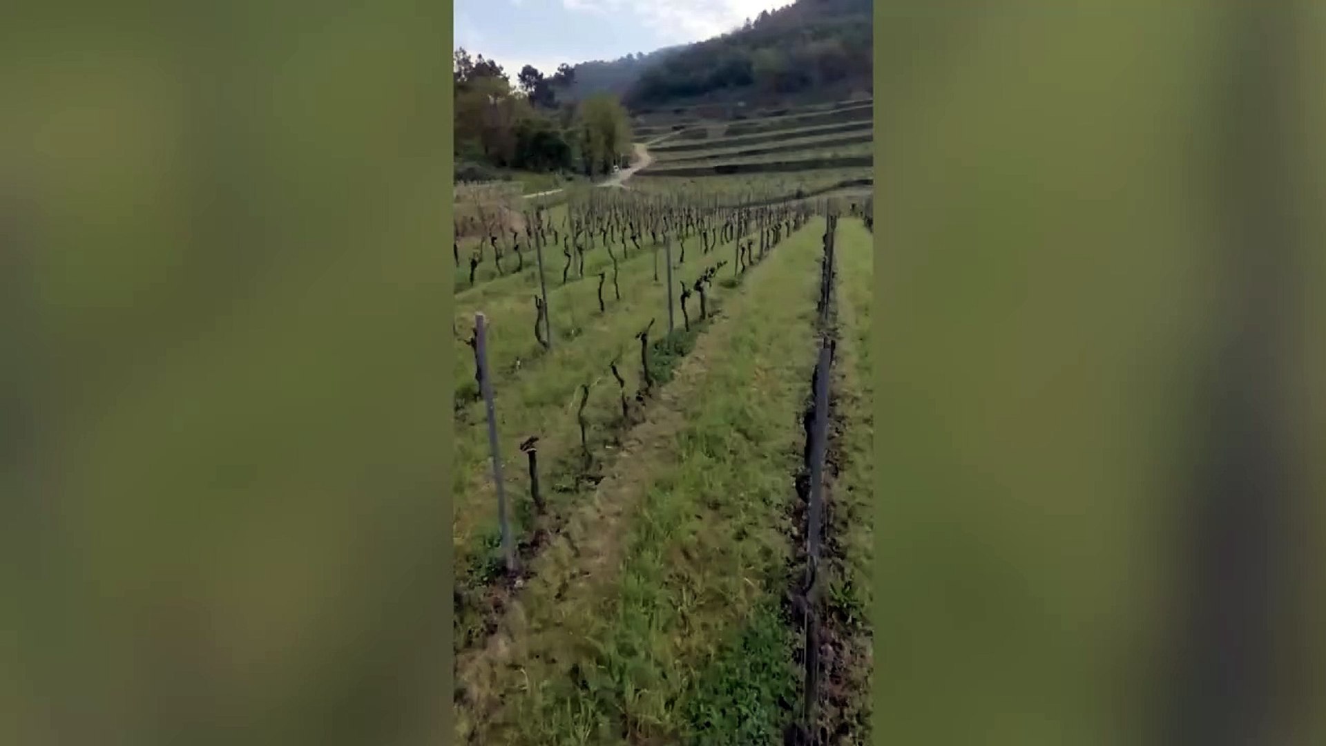 Vinumplay, la app que debes bajarte si te gusta el vino