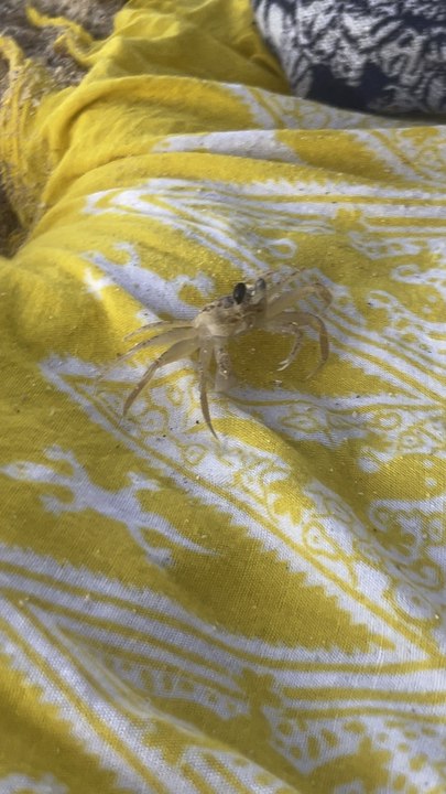 Un crabe qui fait un clin d’oeil