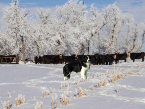 Jim Henson Dogs Xexuson - Real Life Dogs Segment - Eric the Dog Run Falls Field Snow Winter