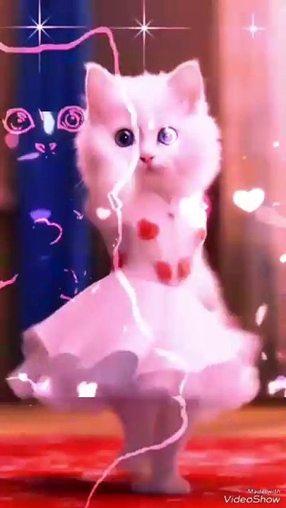 lovely  cats video