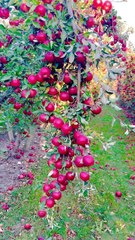 ,,,,,,,,Much fruit on the trees,,,,,,,