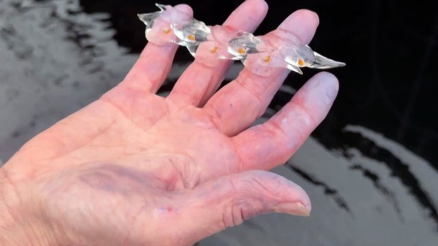 Abundance of jellylike salps on Tasmania’s beaches