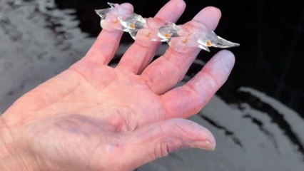 Abundance of jellylike salps on Tasmania’s beaches