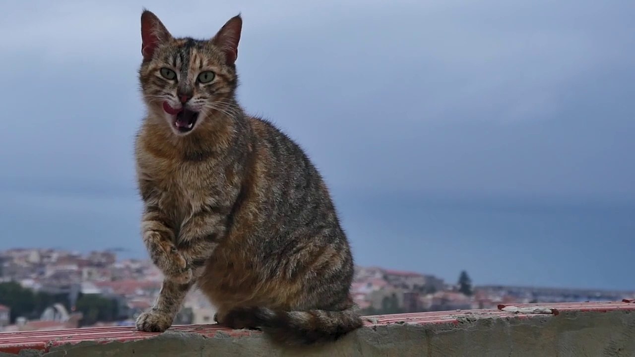 A Cat Licking Its Paw   Gabriel  Semiane Gabriel