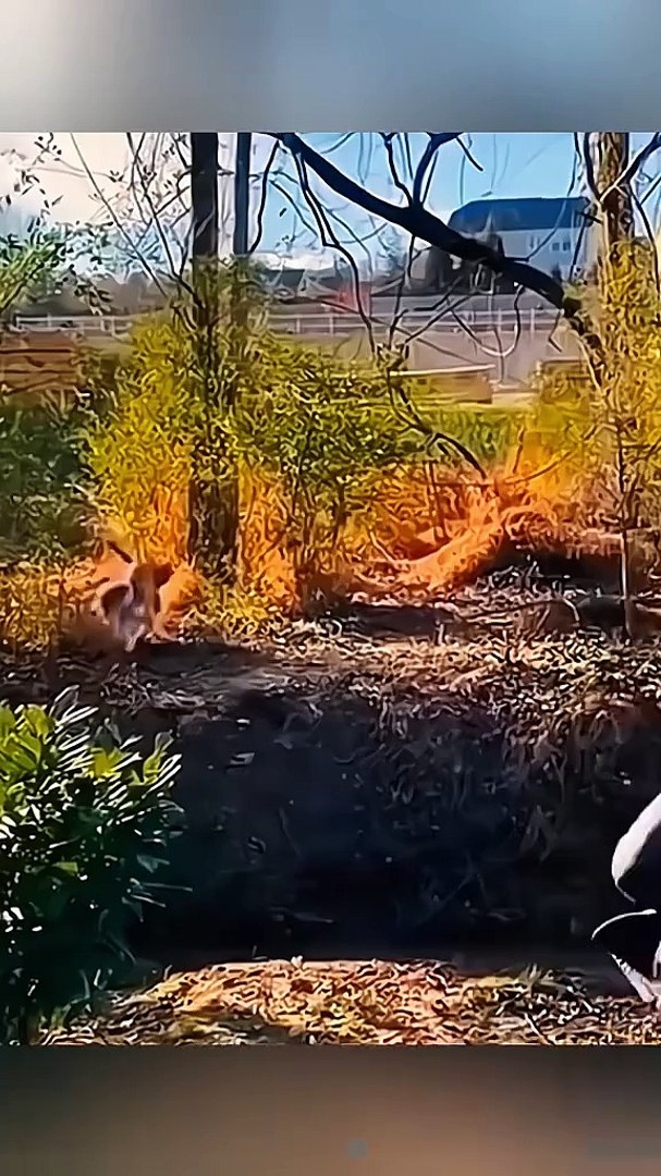 ⁣Funny pets