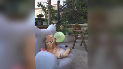 You Laugh You Lose🤣🐶Funniest Dogs and Cats 2024😻