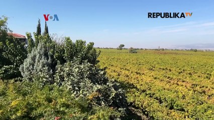 Minuman Anggur Turki Melonjak di Tengah Kebijakan Islamis dan Konservatif Erdogan