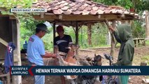 Hewan Ternak Warga Dimangsa Harimau Sumatera