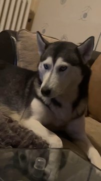 Combien de fois tu a aboyer pour rien aujourdhui? #husky #drole #humour