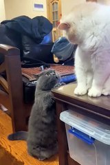 Cute cats funny animals  #cat #animals #funnyanimals