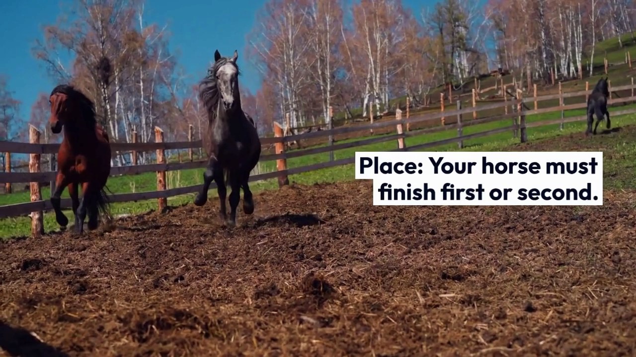 A Step-by-Step Guide to Bet on Harness Horse Racing