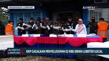 KKP Gagalkan Penyeludupan 52 Ribu Benih Lobster Ilegal