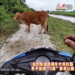 男子用“3语”巧妙沟通牛大哥，成功让路🐄