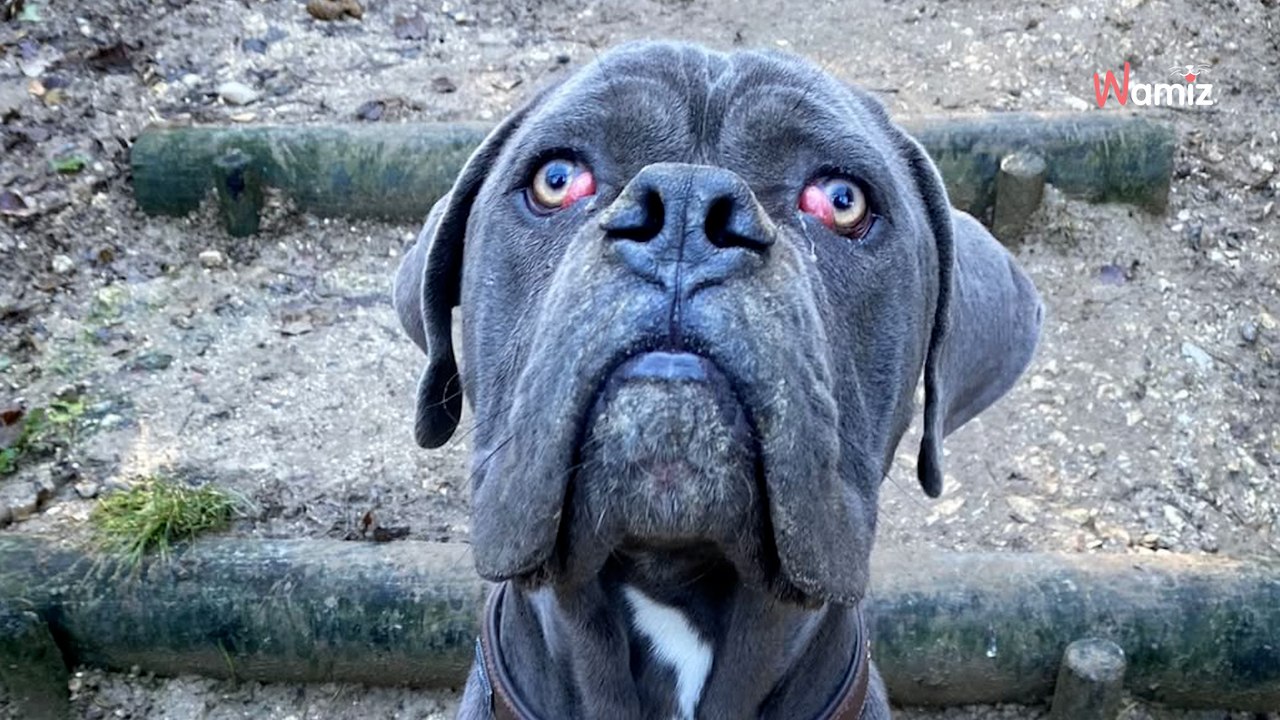 Jeté en pleine rue sous la pluie, ce grand chiot de 10 mois espère retrouver une famille qui ne le laissera plus tomber