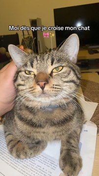 le plus mignon des chats aussi