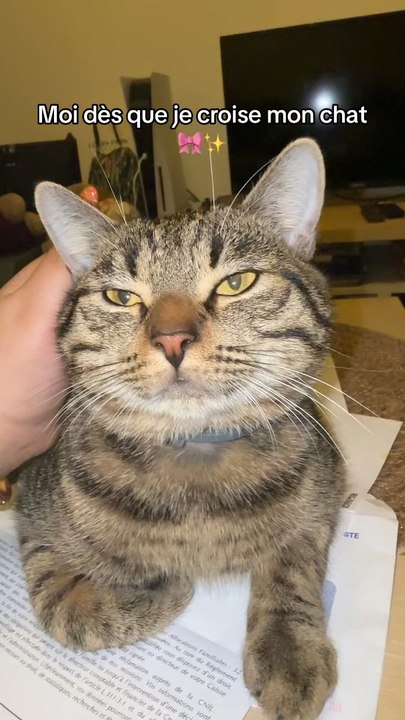 le plus mignon des chats aussi