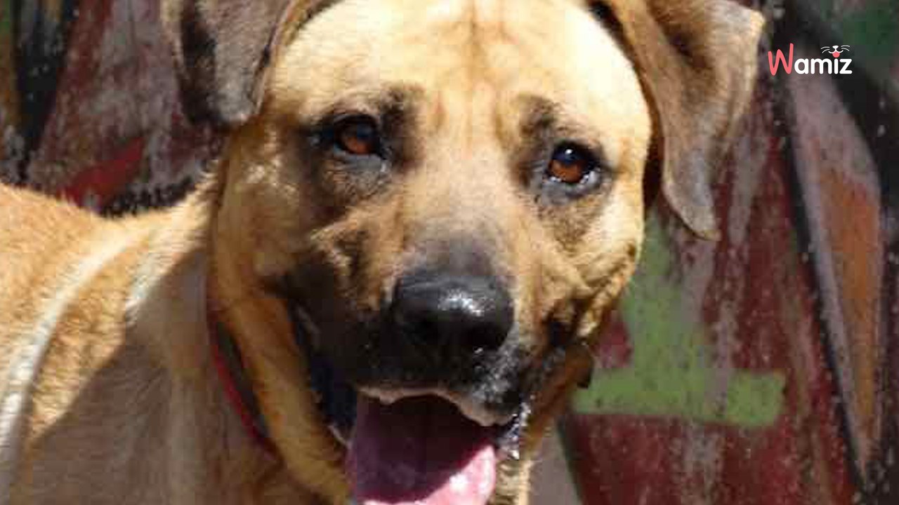 Résigné à force de subir le stress du refuge, ce chien n'attire aucun potentiel adoptant qui passe devant son box