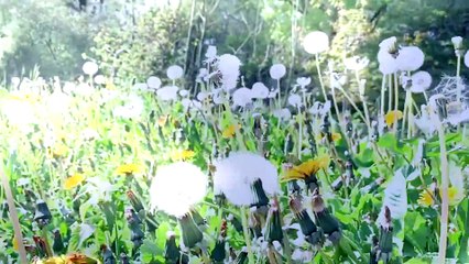 Andrea Bego Ghina est heureux de présenter  Bee Wars Episode II Neil Lang 2019