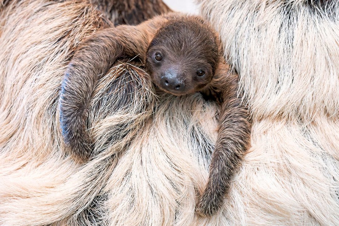 Faultier-Nachwuchs im Tiergarten Schönbrunn