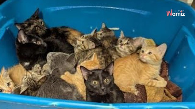 11 chatons sont abandonnés dans une baignoire : les sauveteurs tirent la sonnette d'alarme