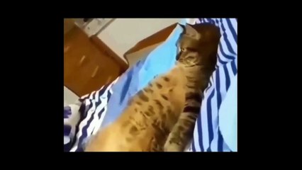 😂🐶The Funniest Cat and Dog Videos of 2024 | Best Funny Animal Clips 🐶🐱#7