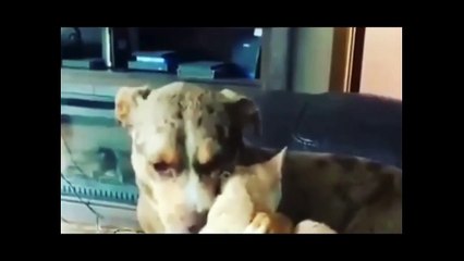 😂🐶The Funniest Cat and Dog Videos of 2024 | Best Funny Animal Clips 🐶🐱#8