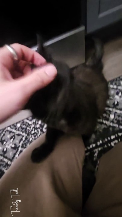 Anyone else's cat purr like this