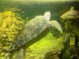Video acquario di Genova: la tartaruga marina 2