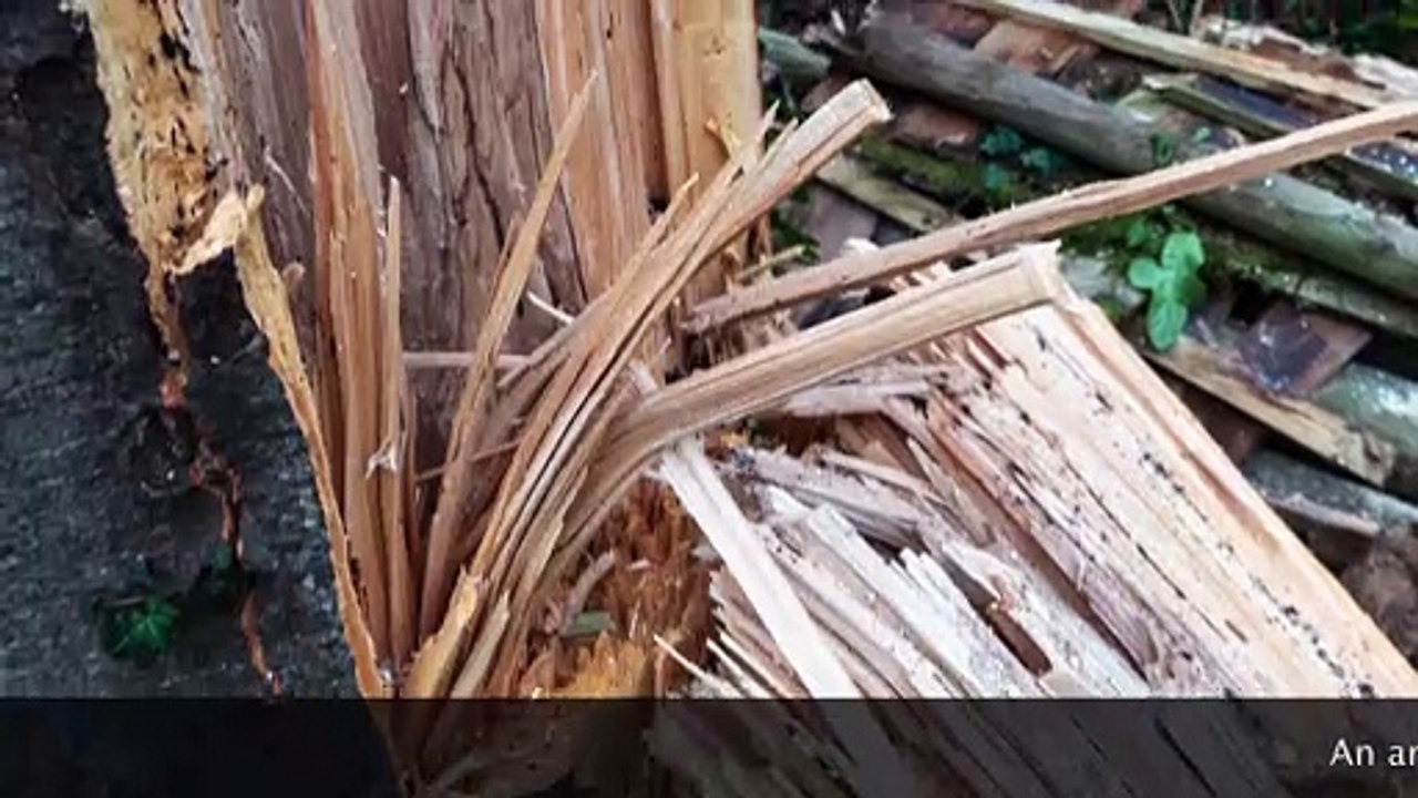 Paignton Zoo tree damage
