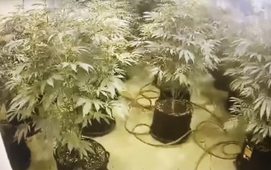 Huge cannabis farm spanning three floors found in derelict Chorley town centre building