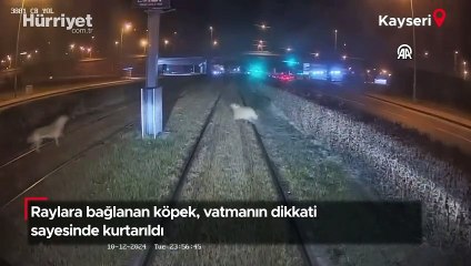 Raylara bağlanan köpek vatmanın dikkati sayesinde kurtarıldı