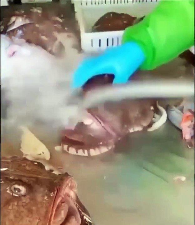 Monkfish stomach cleaning (video)