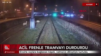 Kayseri'de zincirle tramvay raylarına bağlanan köpeği vatman kurtardı