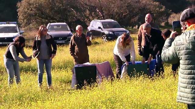 C-LM consolida la presencia estable del lince ibérico tras nacer cerca de 400 ejemplares