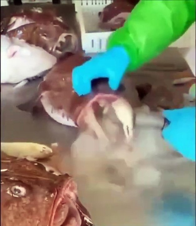 Une lotte ça mange vraiment n'importe quoi...