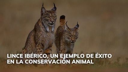 El lince ibérico, un caso de éxito en conservación animal
