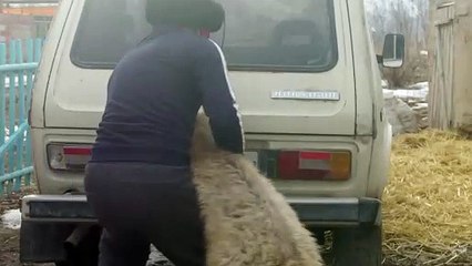 Territory (2024) - Official Trailer | Intriguing New Release 🎬