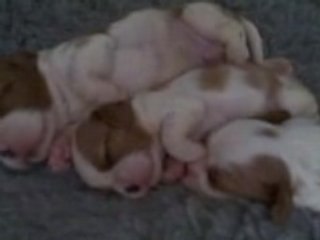 Puppies 27th April - Eyes starting to open
