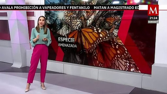 Mariposa monarca declarada especie amenazada en Estados Unidos