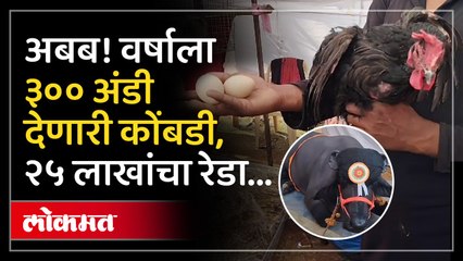 १ हजार ३६० किलो वजनाचा रेडा, ब्लॅक ऑस्ट्रेलियन कोंबडी वारणा कृषी प्रदर्शनाचे आकर्षण!