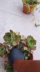 can detector de Diaphorina Citri