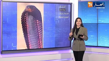 النهار ترندينغ : مصور جزائري يخاطر بحياته لتصوير الأفعى السوداء والفنان قصي خولي يشعل مواقع التواصل بتصريحاته عقب سقوط نظام الأسد