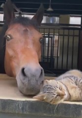 La juguetona escena de este caballo y un gato que te hará creer que son hermanos