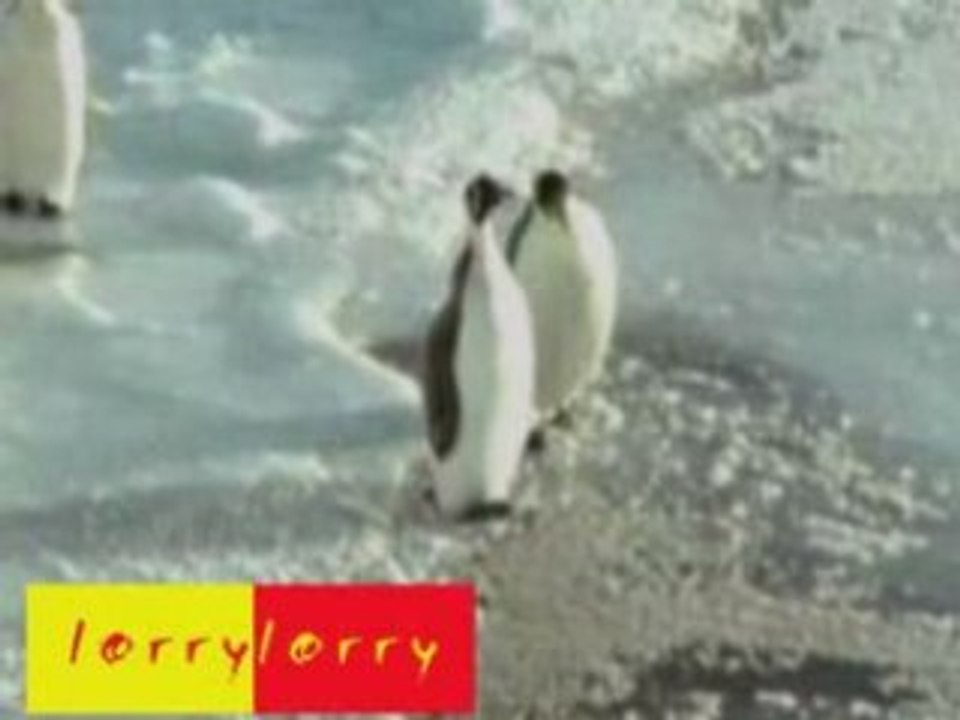 Plouf le pinguoin
