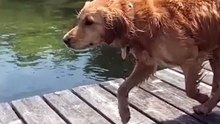 Al agua patos