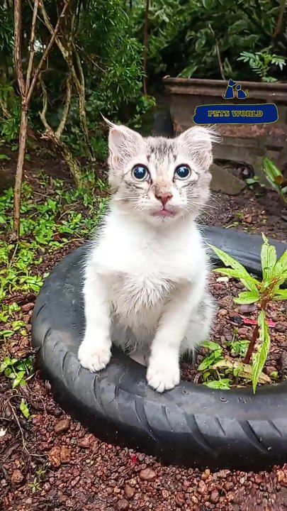 ഞങ്ങളുടെ പൂച്ചകുട്ടിയുടെ  ലുക്ക് കിടുവാണ് 😍 സ്നേഹത്തിന്റെ കാര്യത്തിലും| Cute Kitten Posing for Video