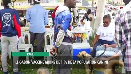 [#Reportage] Rage : Le Gabon vaccine moins de 1 % de sa population canine