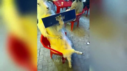 Cute and Funny Animals You’ll Love!😂 Hilarious Animal Fails and Moments!